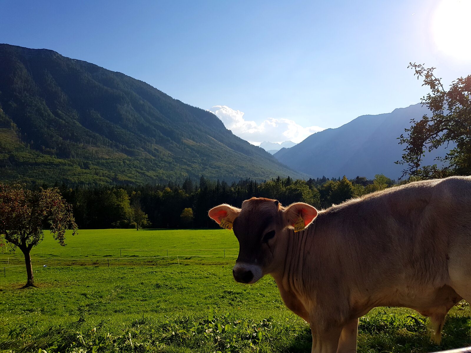 Kuh auf der Weide mit Bergblick